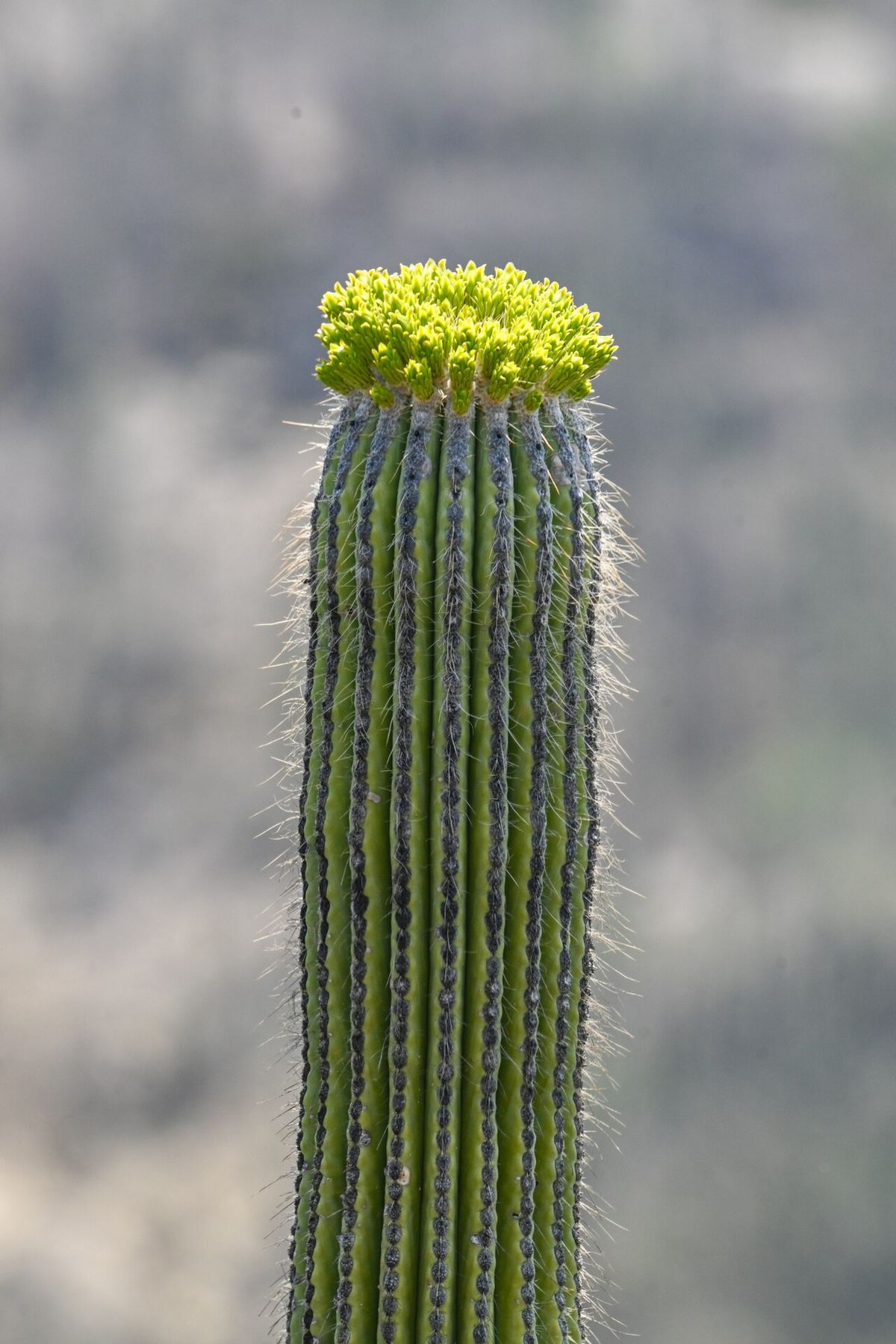 Corona de flores amarillas abierta en la punta de un brazo de tetetzo.