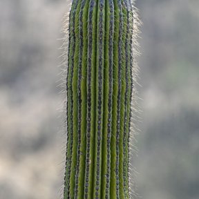 Corona de flores amarillas abierta en la punta de un brazo de tetetzo.
