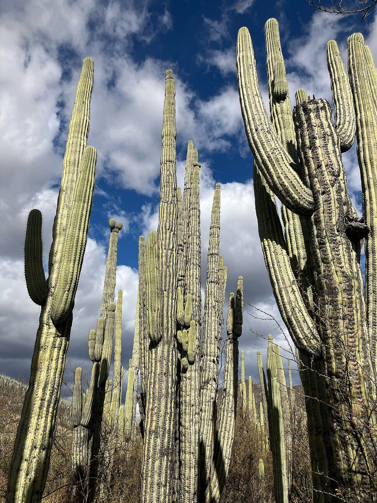Bosque de tetetzos levantados contra un cielo de nubes oscuras.