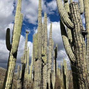 Bosque de tetetzos levantados contra un cielo de nubes oscuras.