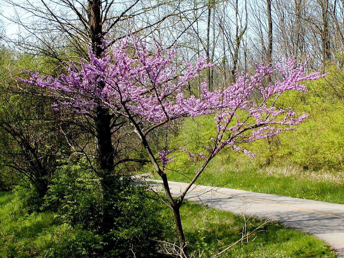 Cuaresma en flor rosa al borde de un camino, con el bosque todavía desnudo.