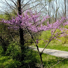 Cuaresma en flor rosa al borde de un camino, con el bosque todavía desnudo.