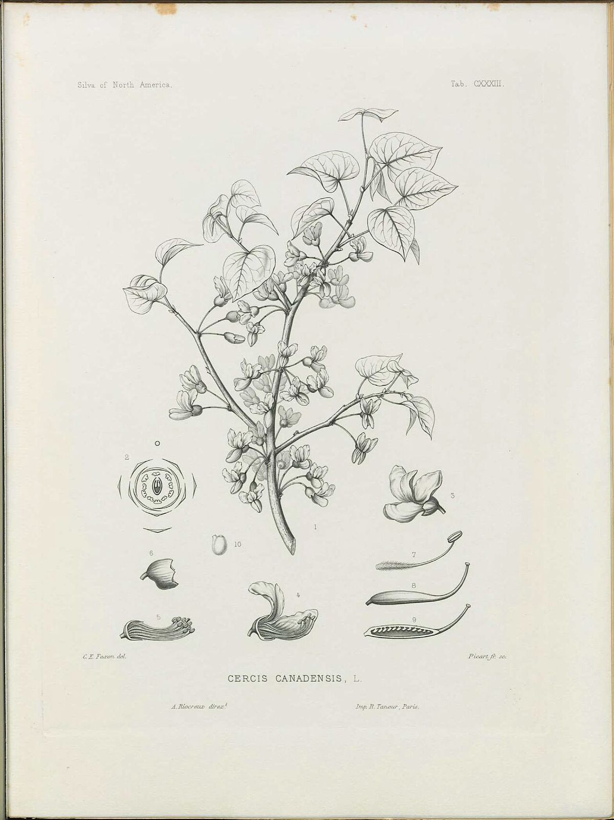 Lámina botánica antigua de la cuaresma con la rama, la flor y la vaina.