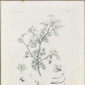 Lámina botánica antigua de la cuaresma con la rama, la flor y la vaina.