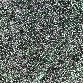 Imagen de microscopio con tejido vegetal ampliado y una escala micrométrica.