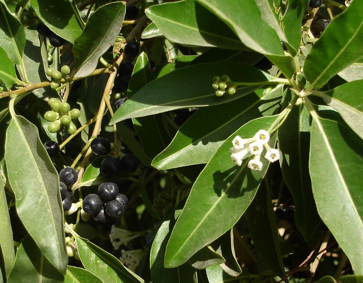 Frutos negros y verdes de jazmín de día entre hojas lustrosas y alargadas.