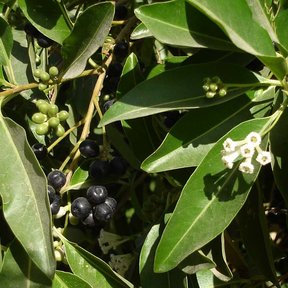 Frutos negros y verdes de jazmín de día entre hojas lustrosas y alargadas.
