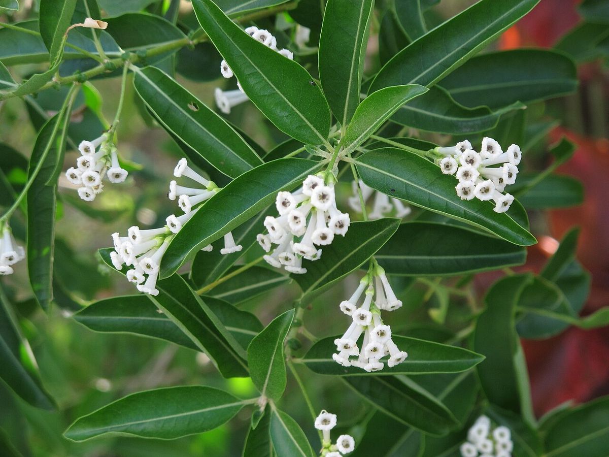 Flores blancas y tubulares de jazmín de día agrupadas entre el follaje.