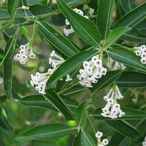 Flores blancas y tubulares de jazmín de día agrupadas entre el follaje.
