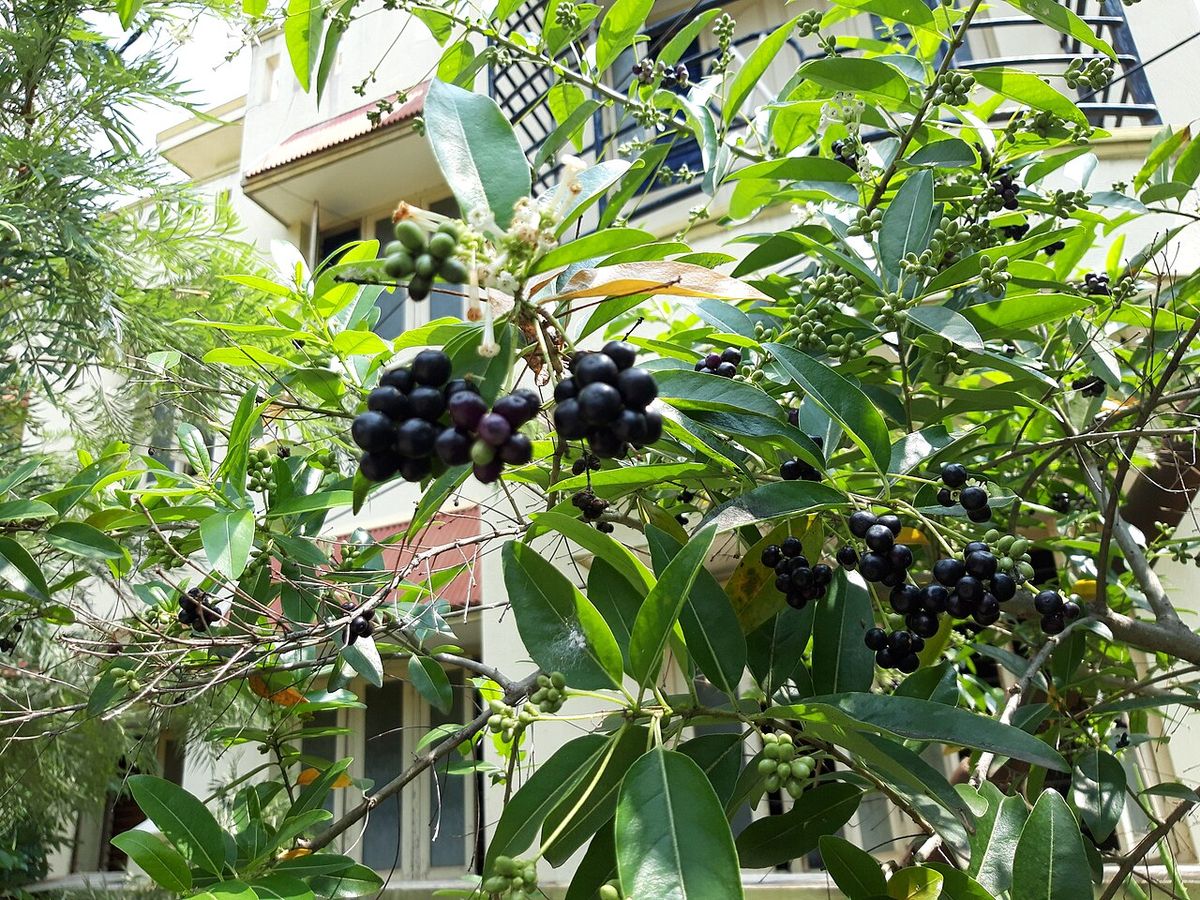 Jazmín de día cargado de frutos negros creciendo junto a la fachada de una casa.