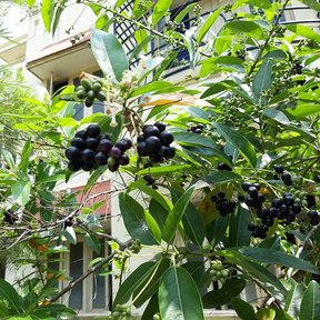 Jazmín de día cargado de frutos negros creciendo junto a la fachada de una casa.