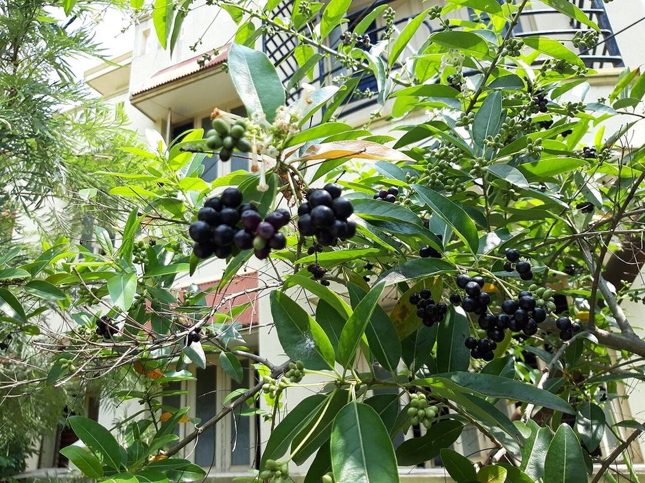 Jazmín de día cargado de frutos negros creciendo junto a la fachada de una casa.