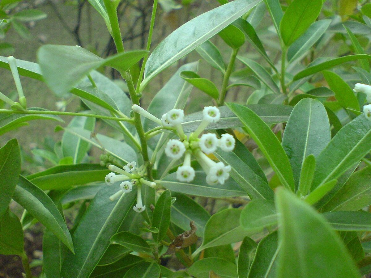 Racimos de flor blanca de jazmín de día abiertos sobre hojas verde oscuro.