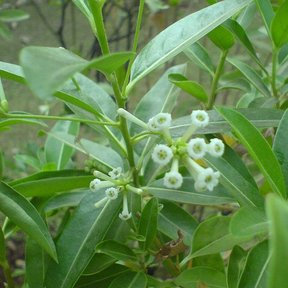 Racimos de flor blanca de jazmín de día abiertos sobre hojas verde oscuro.