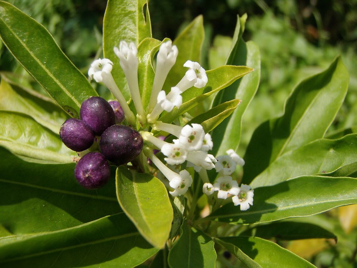 Frutos morados de jazmín de día junto a un racimo de flores blancas.