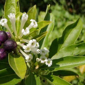 Frutos morados de jazmín de día junto a un racimo de flores blancas.
