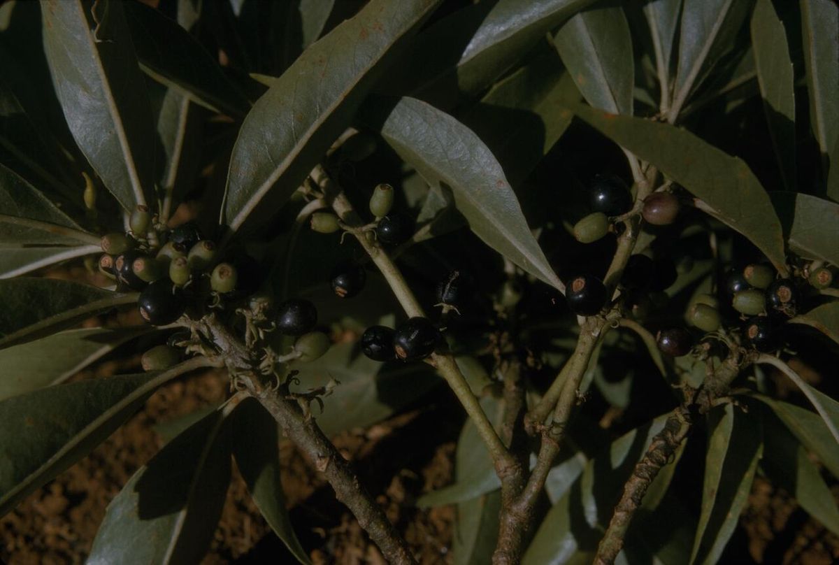 Frutos oscuros de jazmín de día apiñados sobre las ramas a la sombra.