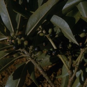 Frutos oscuros de jazmín de día apiñados sobre las ramas a la sombra.