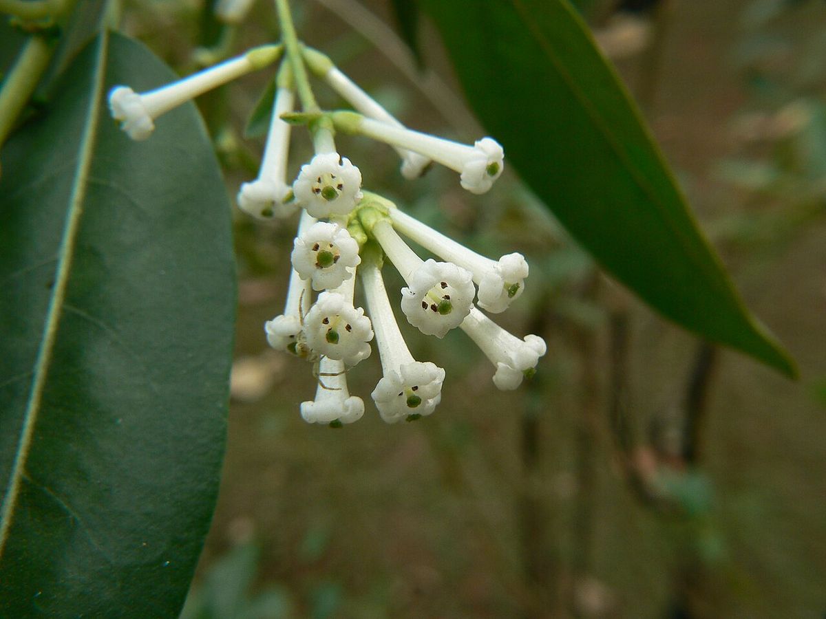 Flores tubulares de jazmín de día abiertas en la punta de una rama.