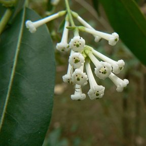 Flores tubulares de jazmín de día abiertas en la punta de una rama.