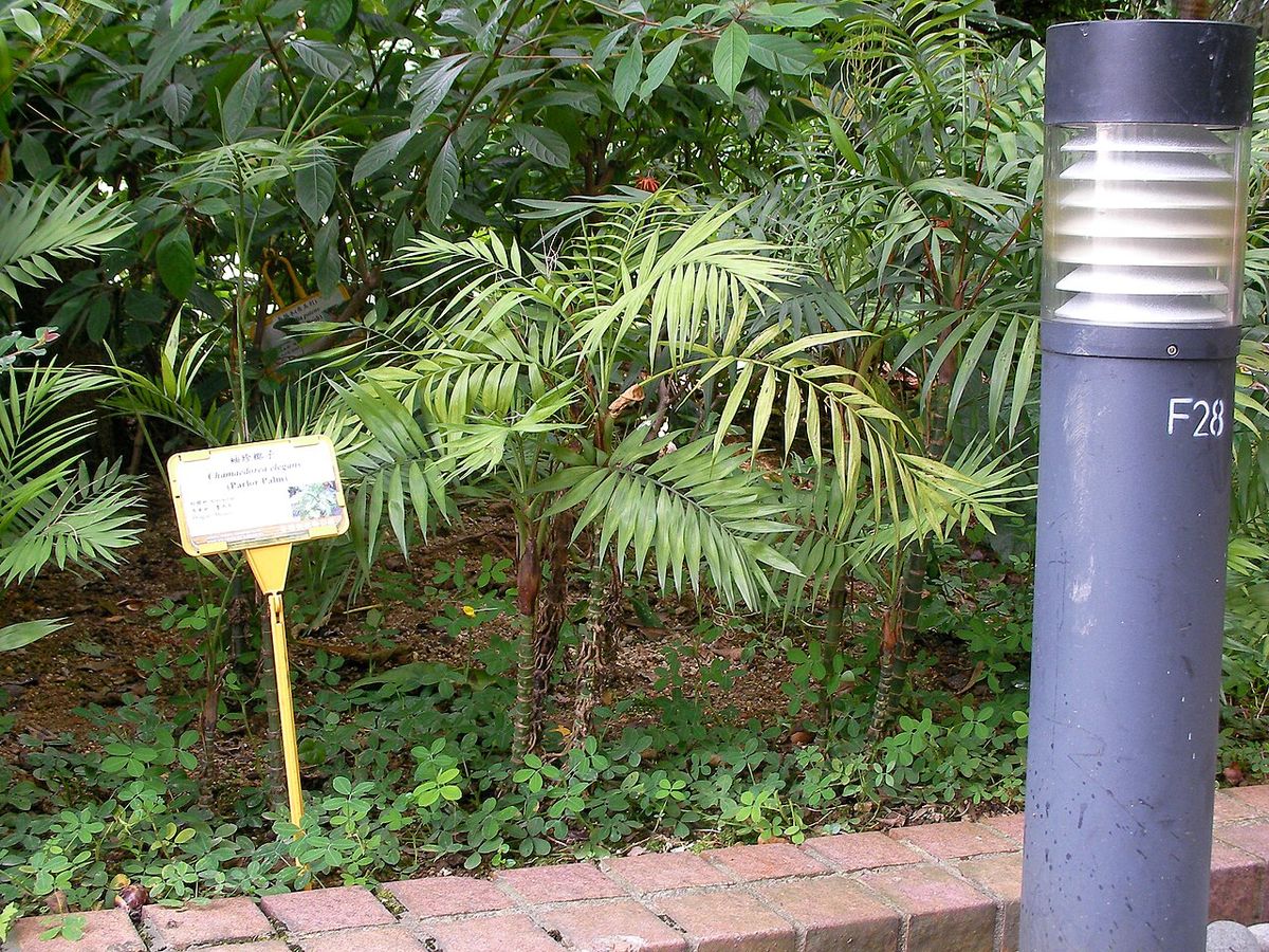 Palmas camedor de tallos delgados en un cantero de jardín, junto a una luminaria.