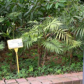 Palmas camedor de tallos delgados en un cantero de jardín, junto a una luminaria.