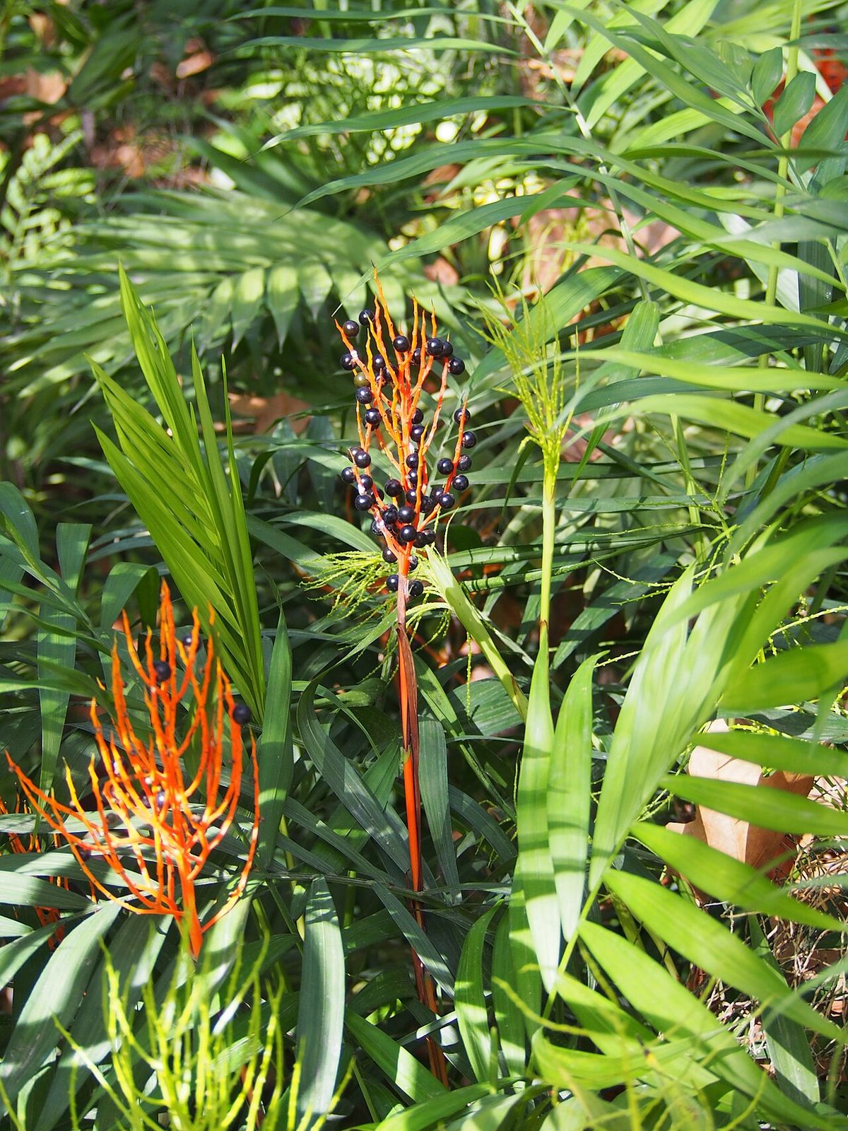 Inflorescencias anaranjadas de palma camedor entre los tallos y las frondas.