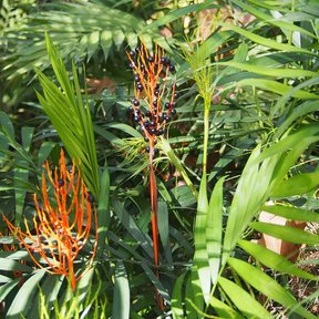 Inflorescencias anaranjadas de palma camedor entre los tallos y las frondas.