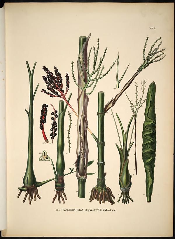 Lámina botánica antigua de la palma camedor con los tallos, las raíces y las espigas.