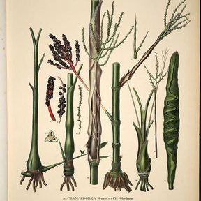 Lámina botánica antigua de la palma camedor con los tallos, las raíces y las espigas.