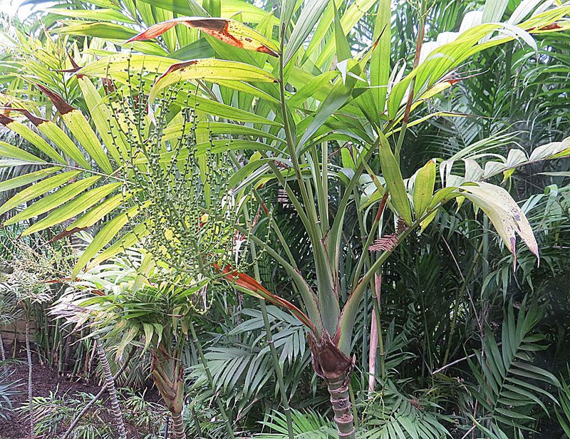 Palmas camedor de varios tallos creciendo juntas en un jardín tropical.