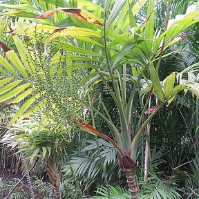 Palmas camedor de varios tallos creciendo juntas en un jardín tropical.