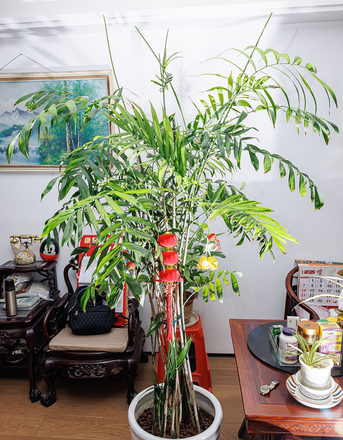 Palma camedor cultivada en maceta dentro de una sala con muebles de madera.