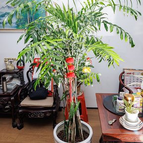 Palma camedor cultivada en maceta dentro de una sala con muebles de madera.