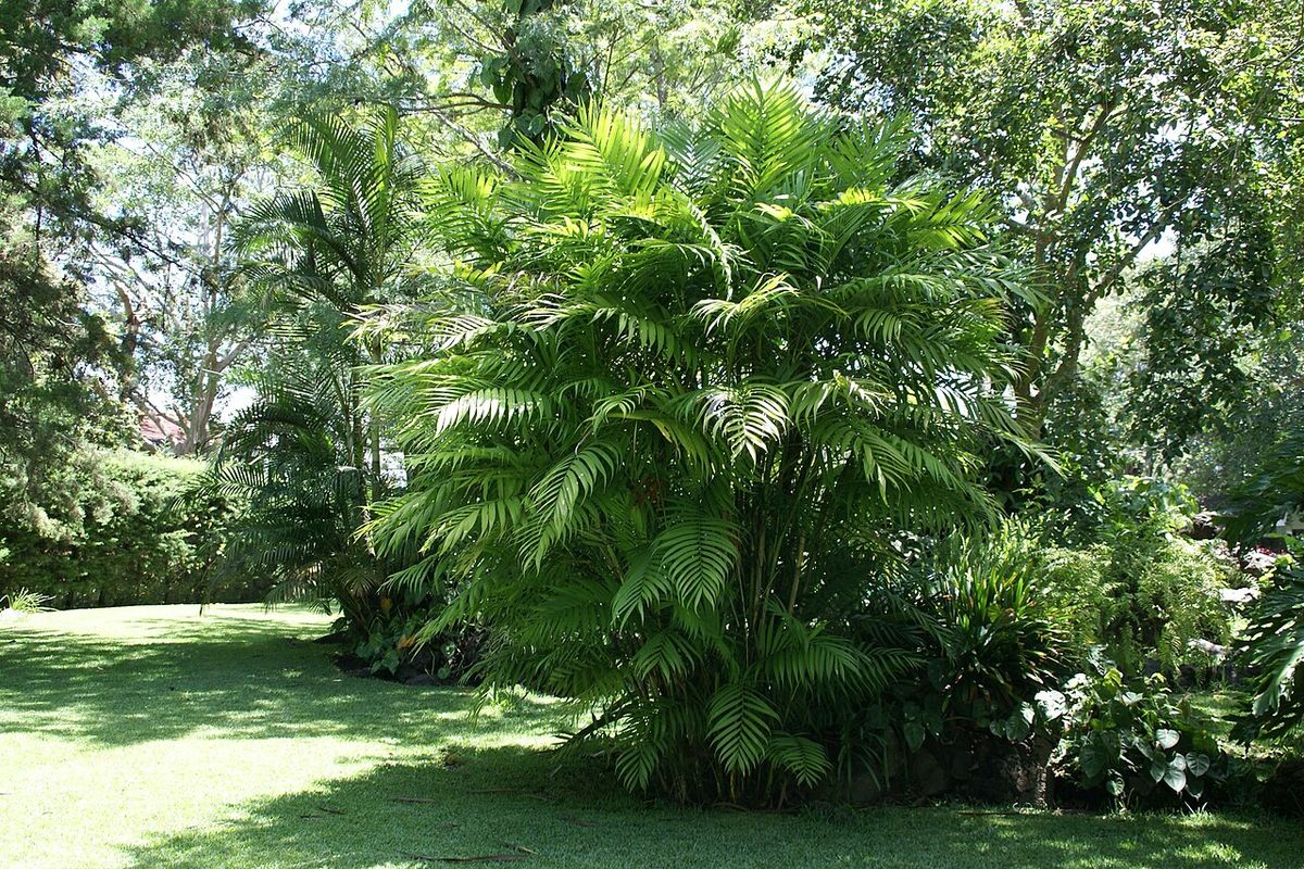 Mata de palma tepejilote de muchos tallos delgados al borde de un jardín.