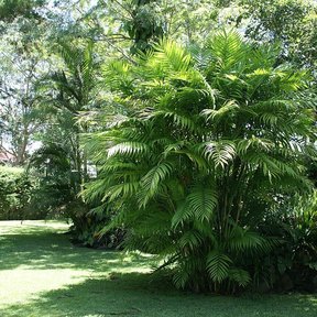 Mata de palma tepejilote de muchos tallos delgados al borde de un jardín.