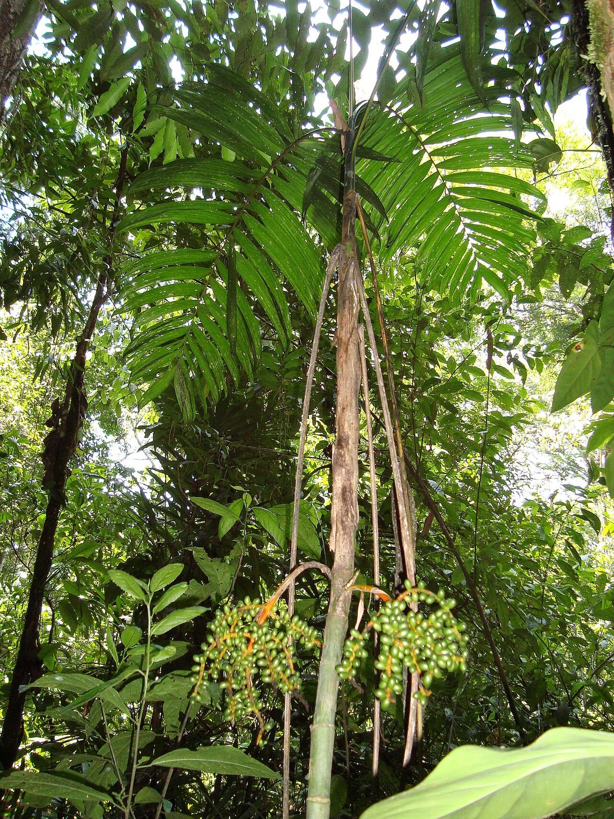Palma tepejilote con las infrutescencias colgando bajo la corona, en la selva.