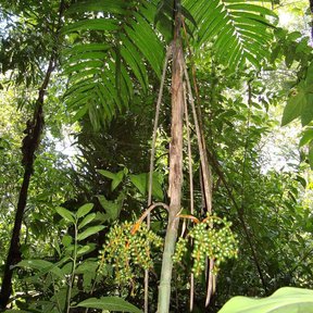 Palma tepejilote con las infrutescencias colgando bajo la corona, en la selva.