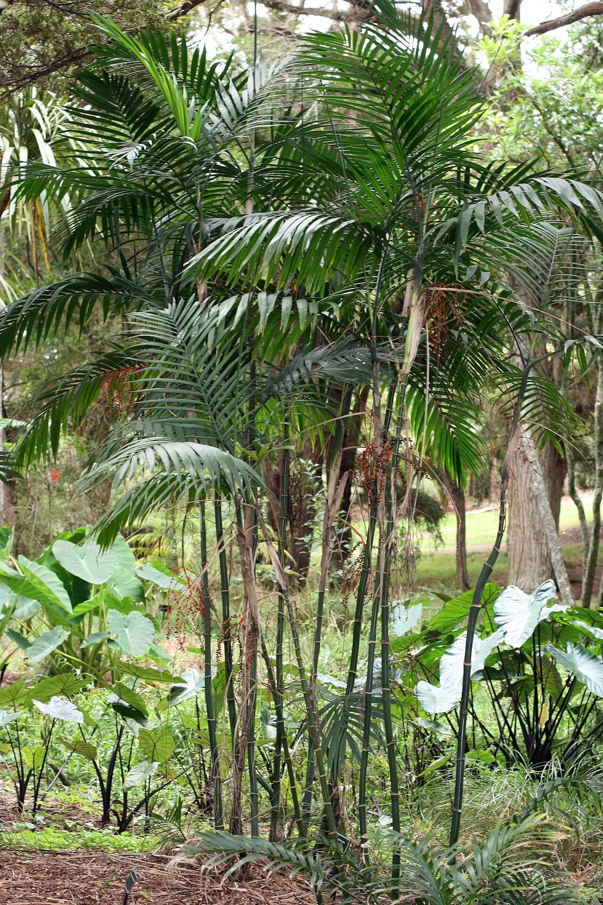 Palmas tepejilote de tallos anillados creciendo juntas en un jardín tropical.