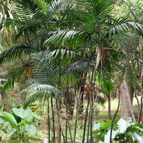 Palmas tepejilote de tallos anillados creciendo juntas en un jardín tropical.