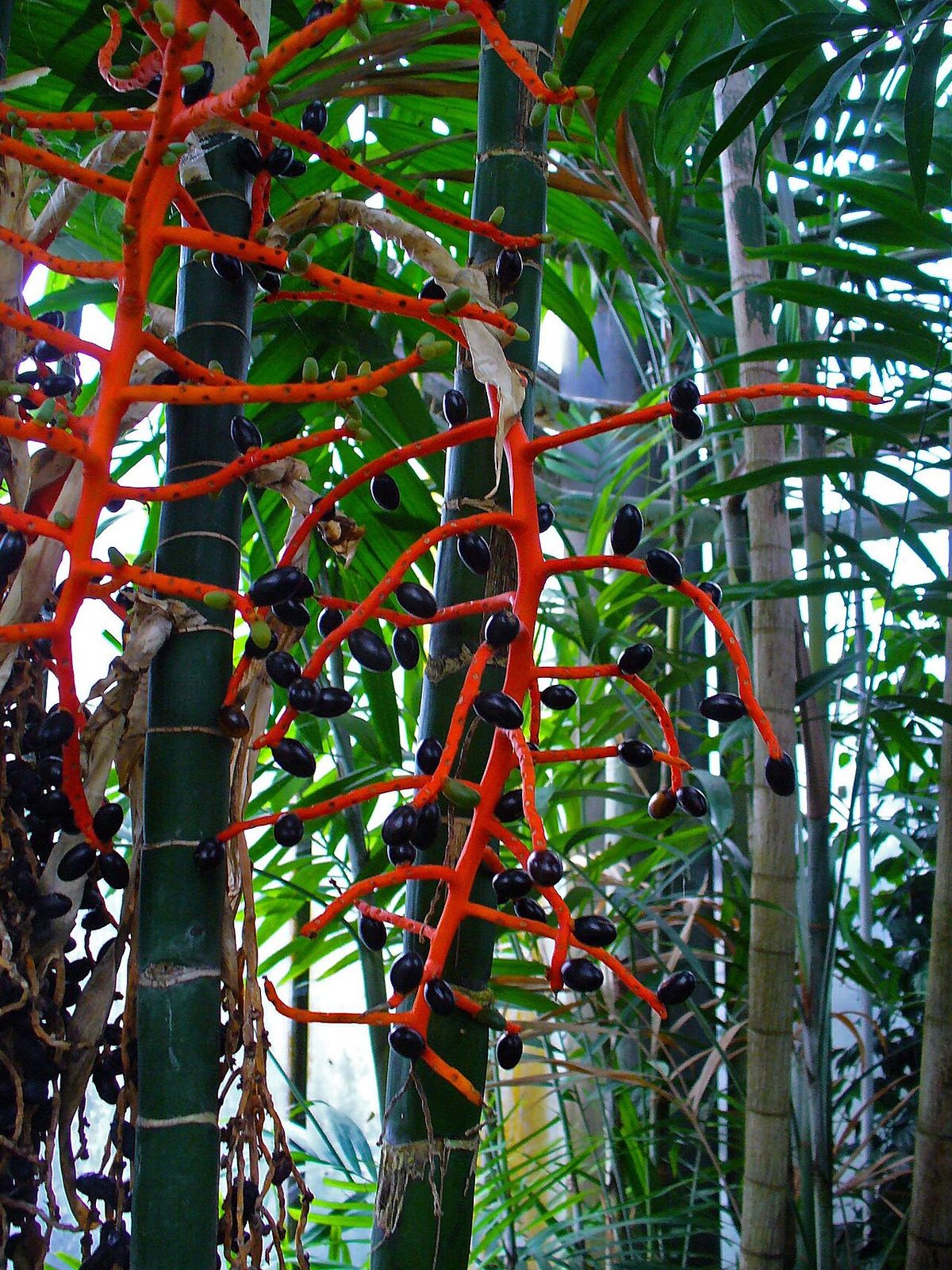 Raquis rojo coralino de palma tepejilote cargado de frutos negros maduros.