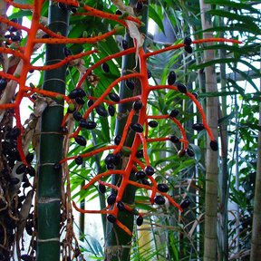 Raquis rojo coralino de palma tepejilote cargado de frutos negros maduros.