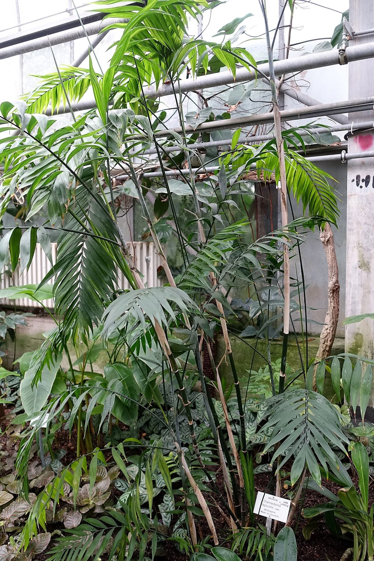 Palmas tepejilote de tallos delgados creciendo dentro de un invernadero.