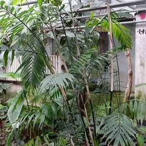Palmas tepejilote de tallos delgados creciendo dentro de un invernadero.