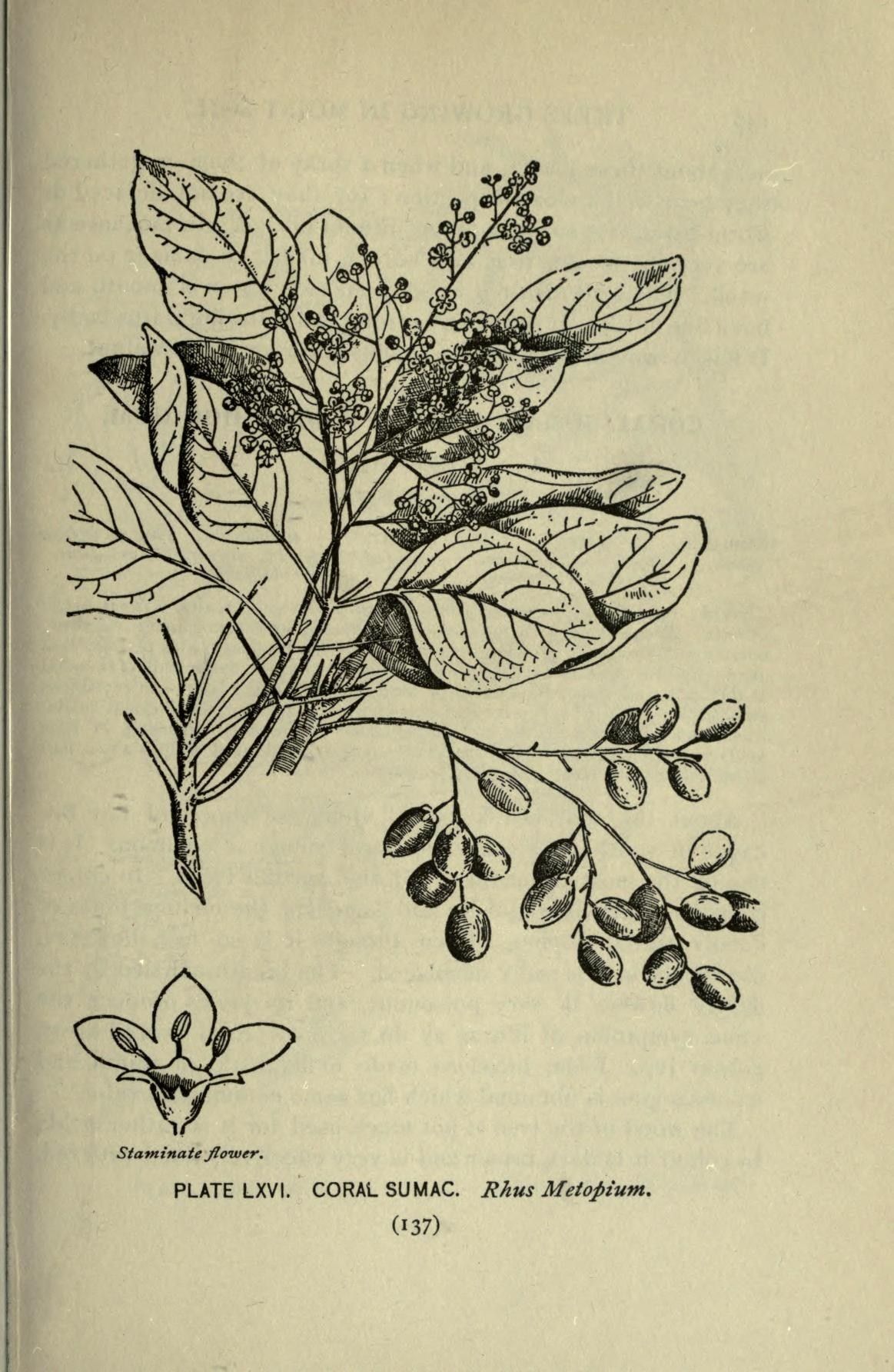 Grabado antiguo del chechén con la hoja compuesta y el racimo de frutos.