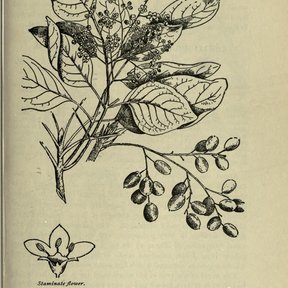 Grabado antiguo del chechén con la hoja compuesta y el racimo de frutos.