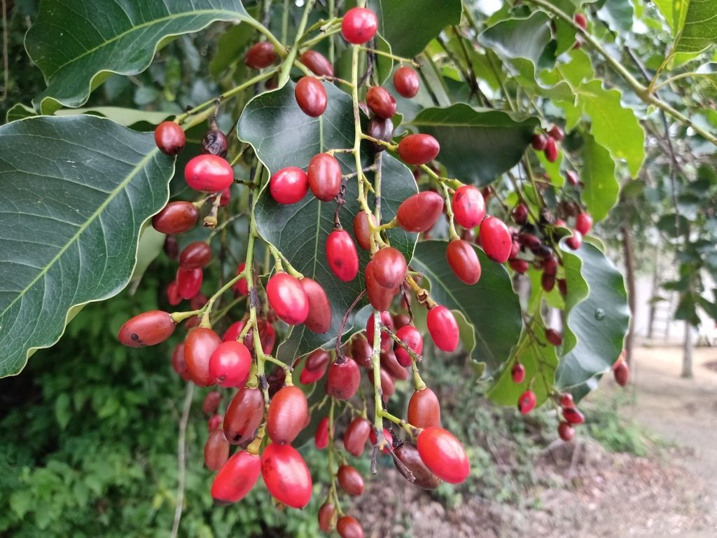 Racimo de frutos rojos y brillantes de chechén colgando entre hojas anchas.