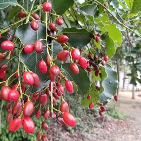 Racimo de frutos rojos y brillantes de chechén colgando entre hojas anchas.