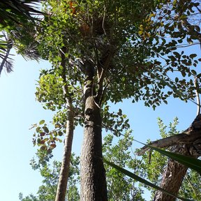 Chechén de tronco recto y copa alta visto desde el pie dentro de la selva.