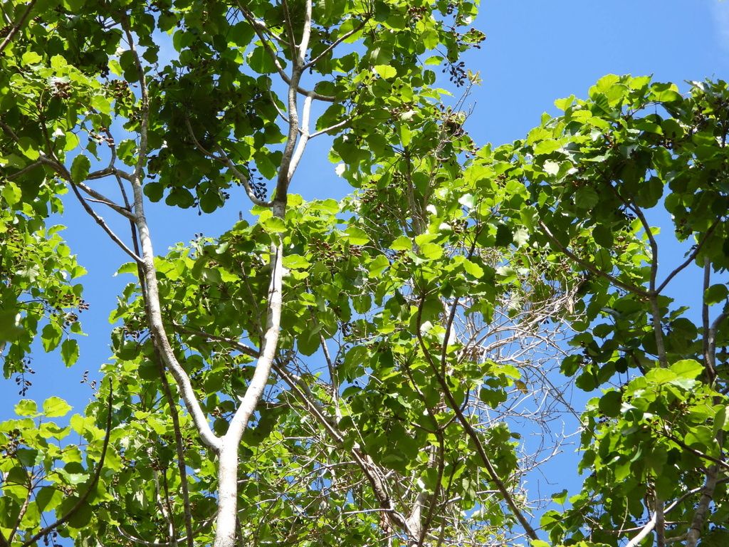Ramas claras de chechén con el follaje nuevo recortado contra el cielo azul.